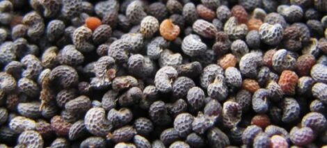 Is Seed Swapping Illegal? Image